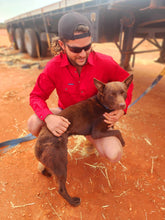 Load image into Gallery viewer, MENS WORKSHIRT | MERLOT RED